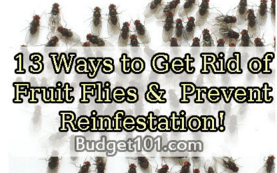 How to Win the Fruit Fly War