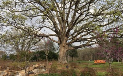 Deeply Rooted in Christ
