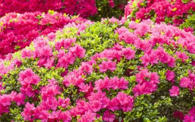 God Puts a Spring in Our Step