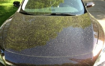 Oh the Pollen!!