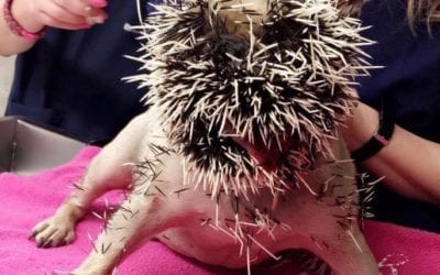 Wrestling with the Wrong End of Life