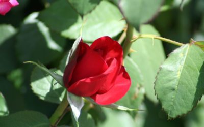 When You Don’t Feel Beautiful