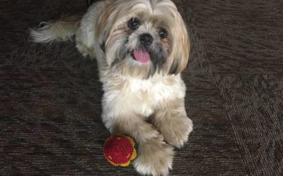 Thanksgiving Foods You Should Never Feed Your Pets