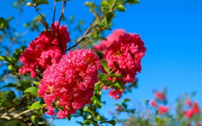 Beautiful Destruction