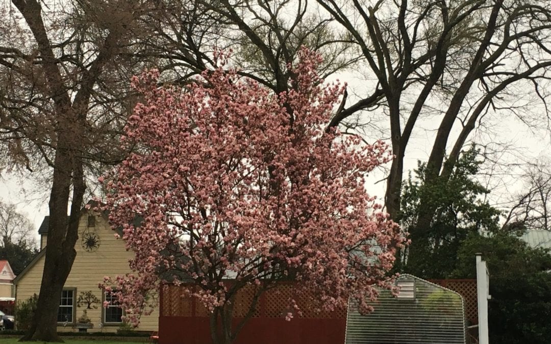 God is Doing a New Thing!