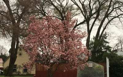 God is Doing a New Thing!