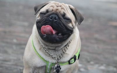 Take a Walk on the Wild Side